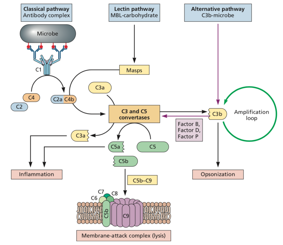 Immune 7 Contradictory Complements In Alzheimers Disease Immune 0566