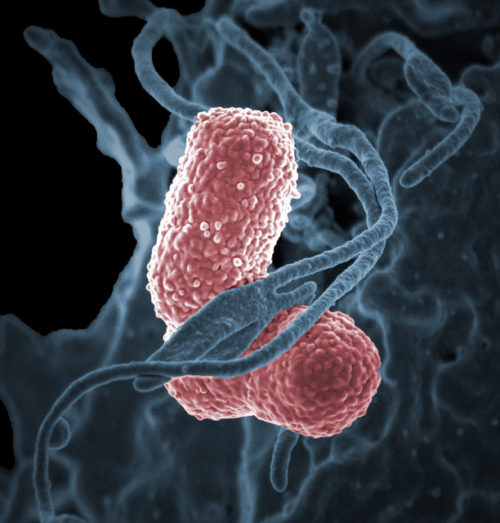 TWiM 163: Saliva and sptR/S | This Week in Microbiology