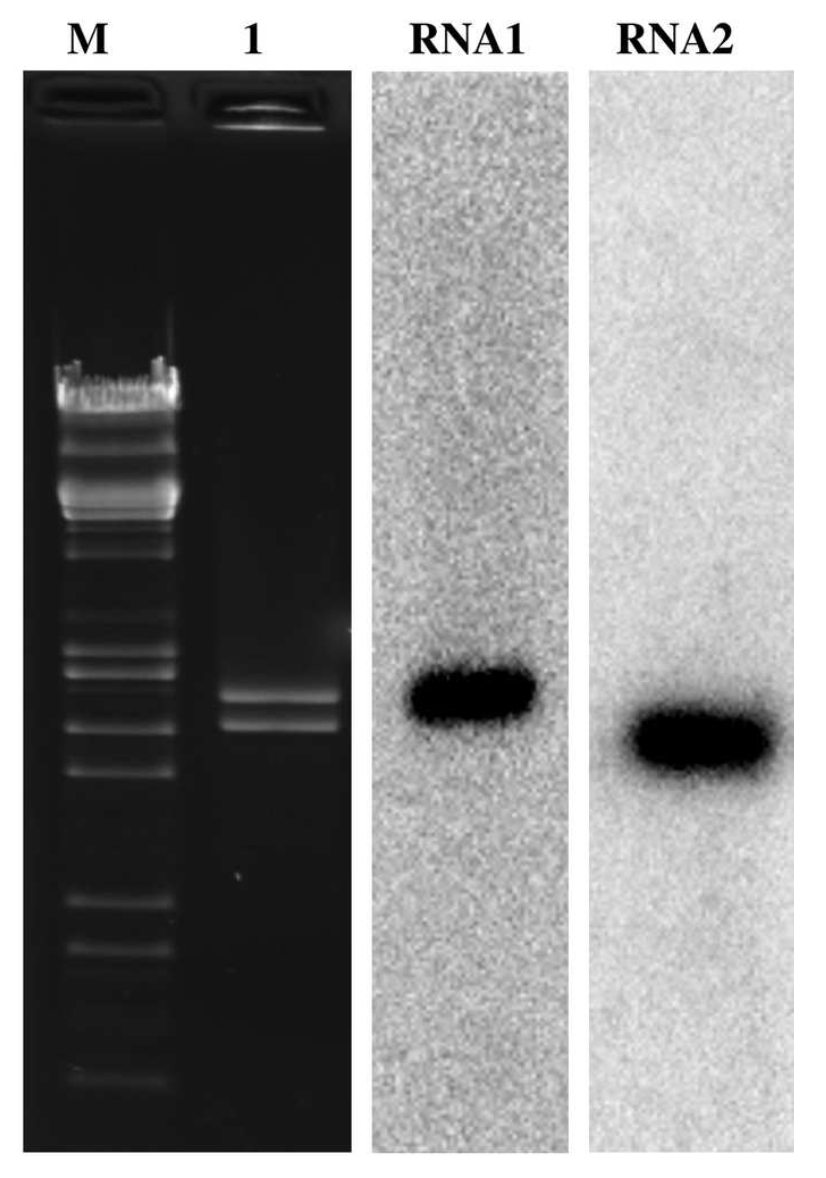 twiv-423-dry-well-formed-and-light-brown-this-week-in-virology